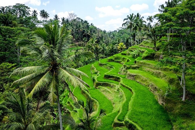 Central Bali Tour: Ubud Village, Kintamani Volcano, and Waterfall - Who This Tour Fits Best