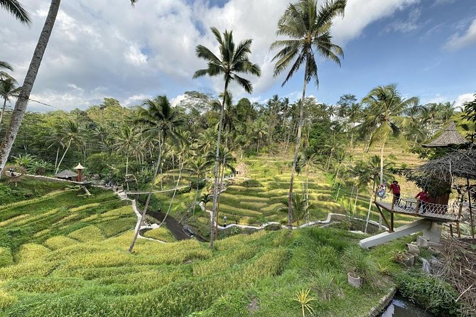 coconut wine and coffee safary tour - Stop 2 at Bresela: walking rice fields for tuak and coconut wine making