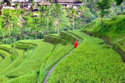 Discover The Best of Ubud: All-Inclusive and Private Guided Tour - Monkey Forest: How to Start Your Day in the Right Mood