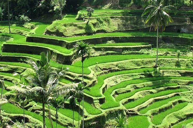 Discover the best waterfalls in Ubud and rice terraces tour - Who this tour is best for (and who should adjust expectations)