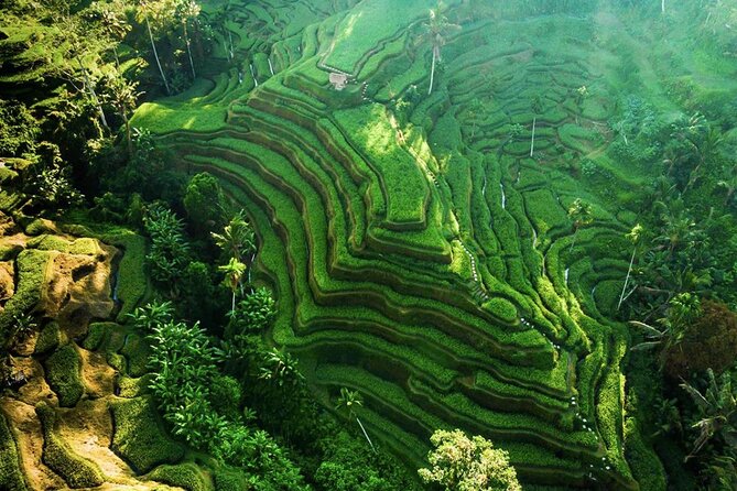 Discover Ubud: Exotism Ubud and Optional Meet the Bali Shaman - Why This Ubud Day Works: Private Timing, Real Stops