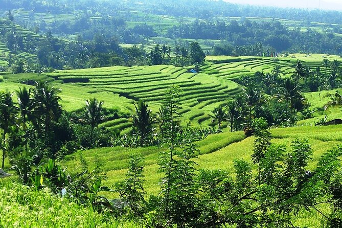 Electric bicycle tour in Jatiluwih UNESCO site - Who this tour suits best (and who might want another plan)