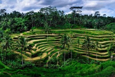 Fantastic Ubud Tour with Jungle Swing - Sacred Monkey Forest Sanctuary: temple grounds with 1,260 macaques