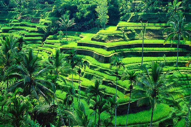 Full-Day in Bali: Amazing Ubud Tour - The simple value: why this Ubud loop is a smart use of one day