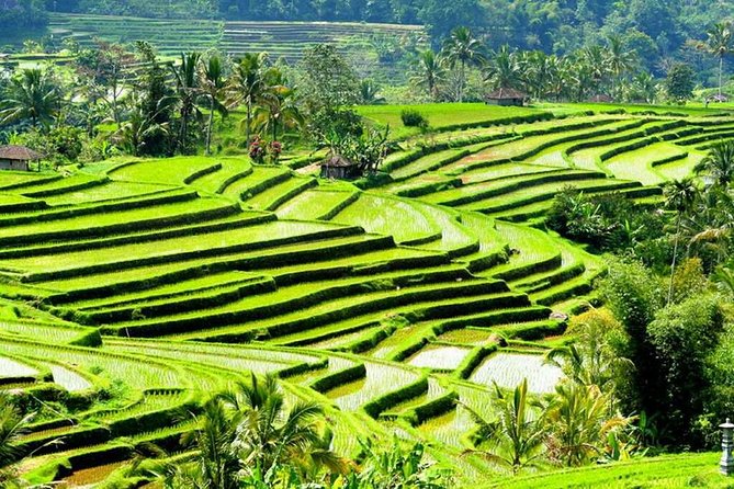 Full-Day Private Cultural Bali Tour + Balinese Driver - Tirta Empul and the idea of purification