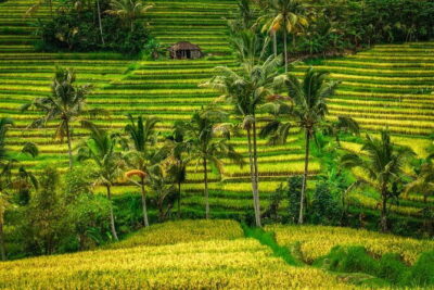 Full Day Tour to Water Temples UNESCO Rice Terraces in Bali - Jatiluwih Rice Terraces: the UNESCO hillside waterworks