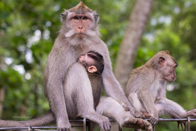 Gorilla Cave ATV Bali Ubud, Monkey Forest, Temple, and Lunch - Puseh Batuan Temple: Hindu pride in a calm village setting
