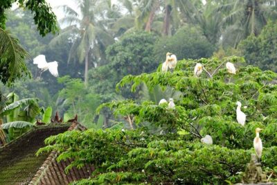 Half Day Ubud Tour: Ubud Unique Spots - The Sacred Monkey Forest Sanctuary: wildlife + temples, but take the rules seriously