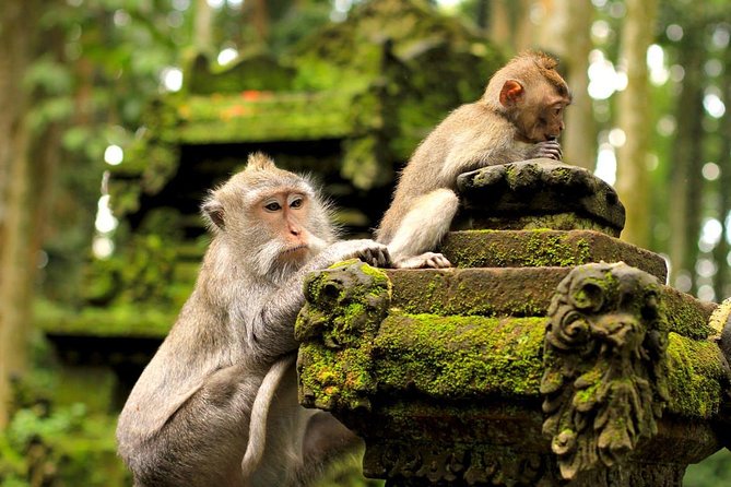 Half Day Ubud Tour: Ubud Unique Spots - Who should book this tour (and who might not love it)