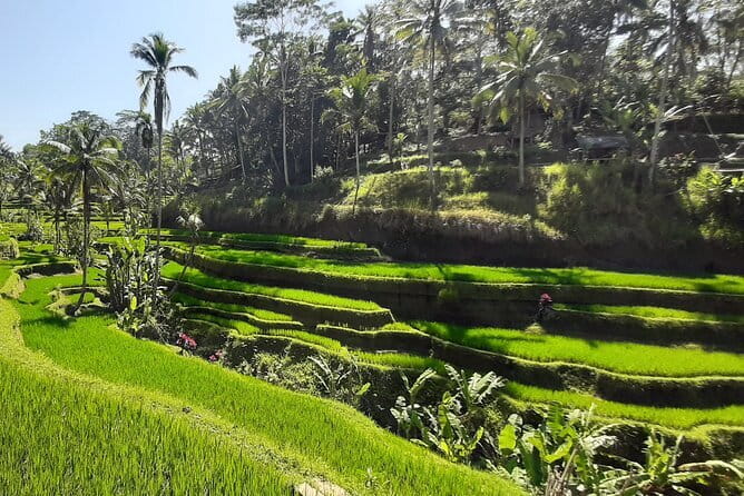 Heaven Gate, Tirtagangga and Tukad Cepung Waterfall - All Inclusive - Lunch at Dewata Agung Restaurant: included meal with a Bali-rice-field setting