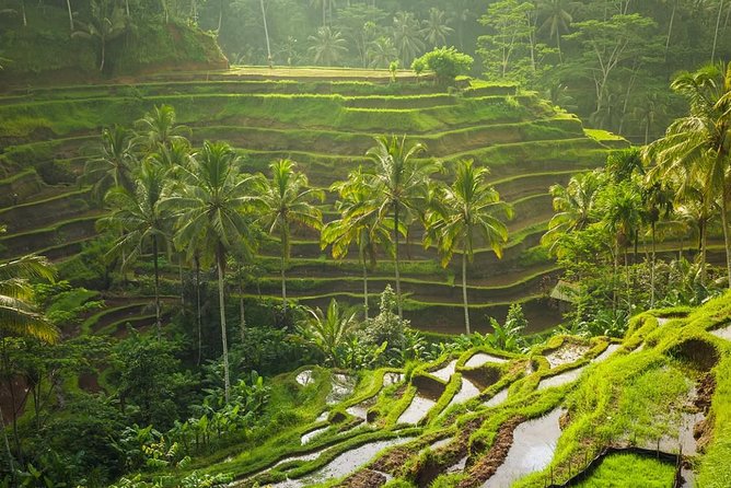Hire Private Bali Driver - What you get for $40 per person in an 8-hour day