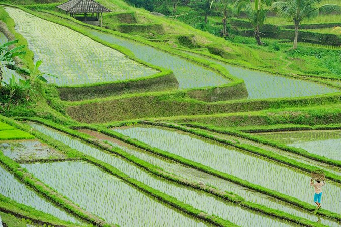 Jatiluwih Batukaru Mountain Nature's Best Tour - If You Need a Guide Upgrade: Names You May Want to Watch For