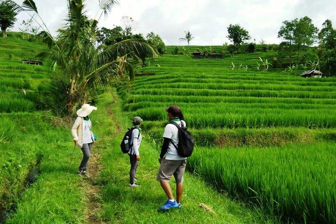 Jatiluwih full day e-bike cycling with lunch & trekking program - Price and value: is $88 fair for this mix?