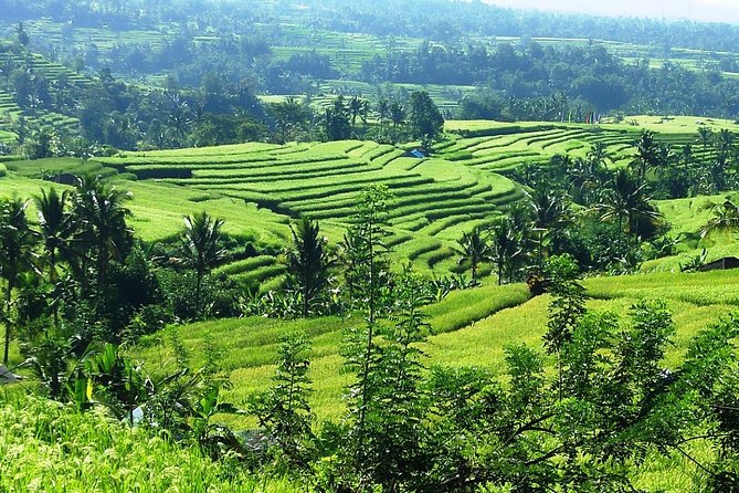 Jatiluwih in detail (1 h. e-bike tour in the rice terraces) - Best for: who should book this Jatiluwih e-bike tour?