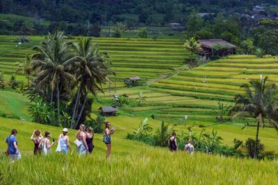 Jatiluwih Spiritual Journey of Melukat with Rice Terrace View - Sangeh Monkey Forest: a quick nature hit before the sacred part