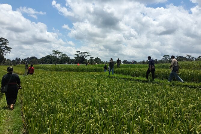 Keliki Village Tour And Rice Field Walk Including Lunch Or Dinner - Keliki Rice Fields: a calmer side of Ubud