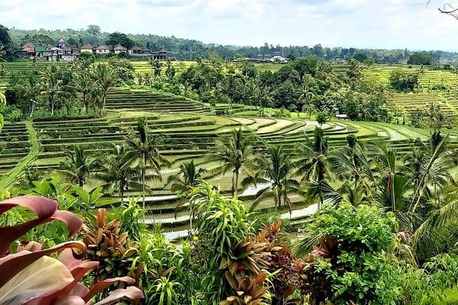 Munduk Highlights: Stunning North Bali Waterfalls & Temple - Labuhan Kebo / Munduk Waterfall: coffee and clove gardens on the way
