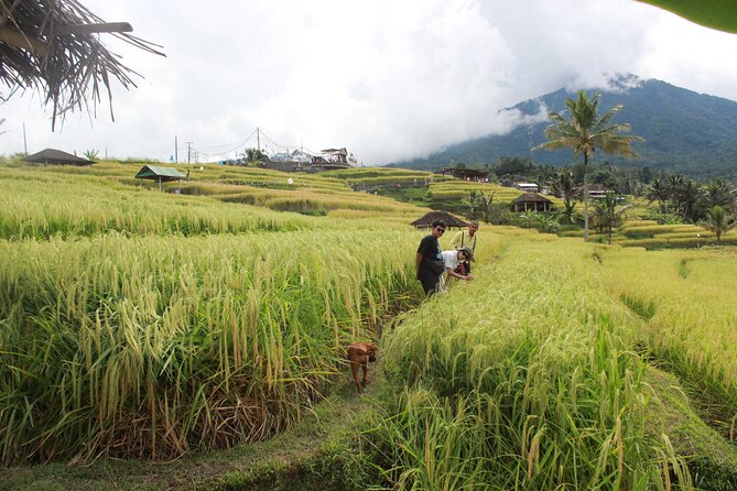 Munduk Private Customized Highlights Tour - Key Highlights You’ll Actually Feel During the Day