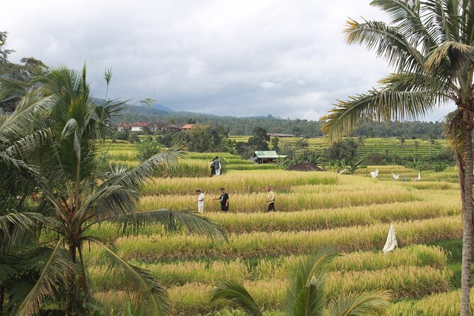 Munduk Private Customized Highlights Tour - North Bali, Built for Flexibility (Not a Rigid Checklist)