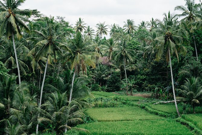 Munduk: Tamblingan jungle trek, waterfall, Ulun Danu temple - Munduk’s cool highlands: why this day trip feels different