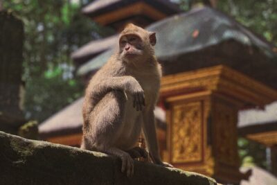 Munduk: Tamblingan jungle trek, waterfall, Ulun Danu temple - Getting there from Ubud: the 8-hour plan that stays on track
