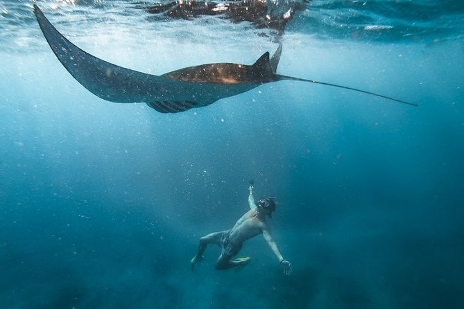 Nusa penida private senorkeling with Manta - Key things to know before you go