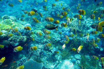 Nusa penida private senorkeling with Manta - The morning run: pickup, Sanur briefing, and the fast boat rhythm