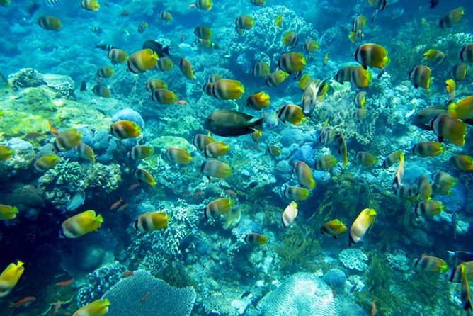 Nusa penida private senorkeling with Manta - The morning run: pickup, Sanur briefing, and the fast boat rhythm