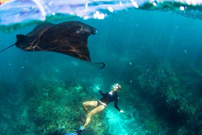 Nusa Penida Snorkeling & Kelingking Tour - Key highlights you can plan around