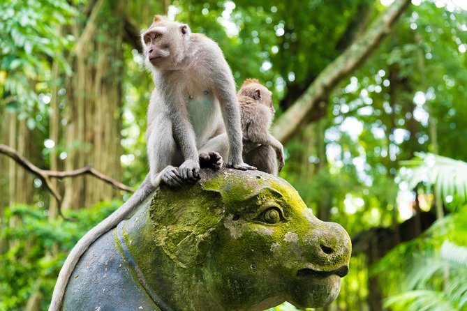 Pick 5 Destinations: Customized Ubud Tour - How the custom format lets you shape Ubud (not just follow it)