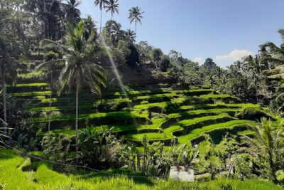 Private Driver in Bali with English Speaking - Price and value: what $29 per person really buys