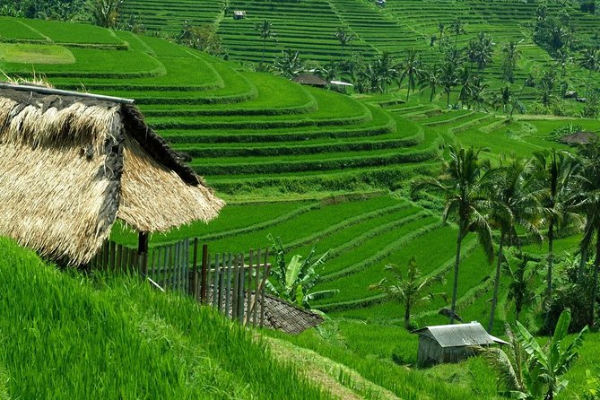 Private Jatiluwih Rice Terraces Heritage Site and Culture Tour - Twin Lakes of Buyan and Tamblingan: A Calm Break Between Bigger Stops