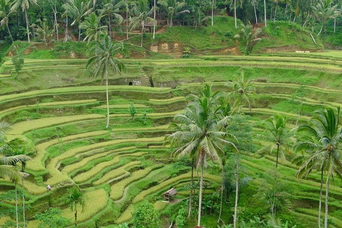 Private Shore Excursion: Highlights of Bali - Penglipuran Traditional Village: a strong cultural start