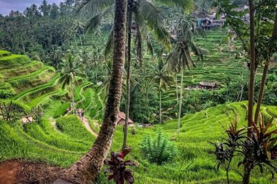 Private Tour: Best of Bali - All Inclusive Tickets - Pickup at 9:00 am: what the day rhythm is like