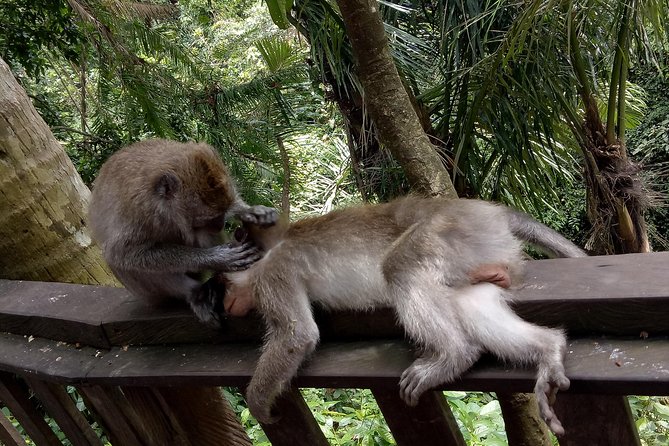 Private Tour to Sumampan Waterfall, Monkey forest, Rice terraces and Swing - Sacred Monkey Forest Sanctuary: Macaques, Rules, and Real Attention