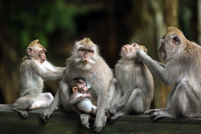 Private Tour: Ubud and Tanah Lot Day Tour - Sacred Monkey Forest Sanctuary: fun, sacred, and slightly chaotic