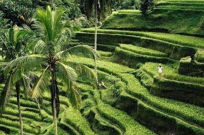 Private Ubud Tour - Tirta Empul: sacred waters and careful cultural timing