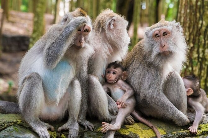 Private Ubud Tour: Monkey Forest, Waterfall & Rice Terrace - Pura Puseh Desa Batuan: old-school temple architecture and stonework