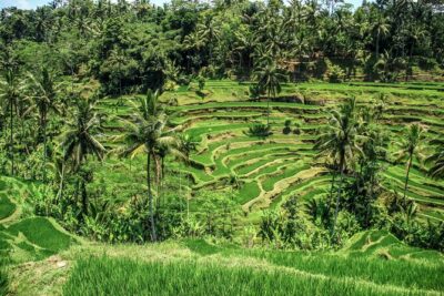 Private Ubud Tour: Monkey Forest, Waterfall & Rice Terrace - Tegalalang Rice Terrace: the iconic views, without the scramble