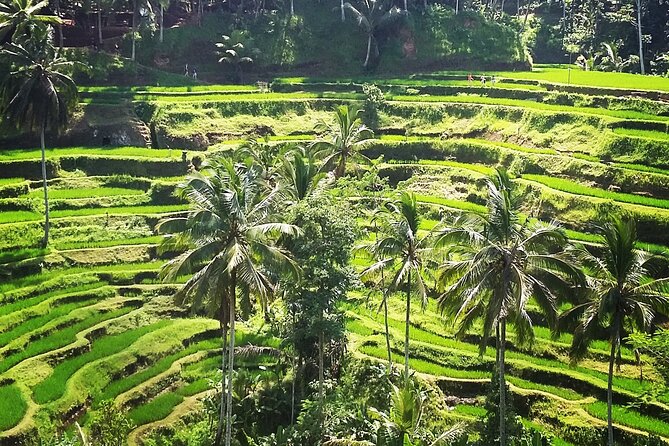 Private ubud tour : Temple Bathing + Mount Batur + Rice Terrace. - Oka Agriculture Bali coffee and herbal tea tasting that doesn’t drag