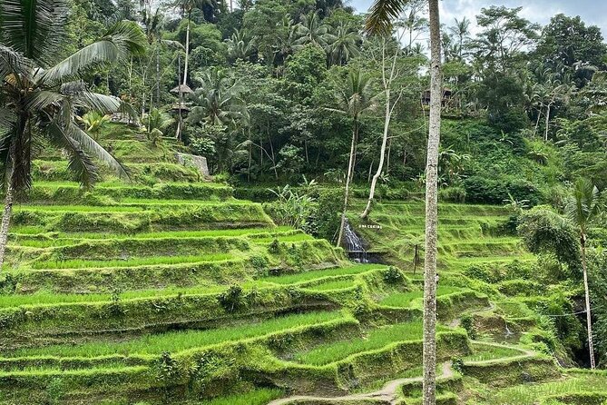 Sacred Spring Experience - Ubud Tour - Private Touring With Pickup and AC Comfort
