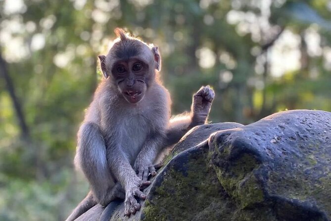 Sacred Spring Experience - Ubud Tour - Cantik Agriculture: Coffee Tasting and Luwak Curiosity