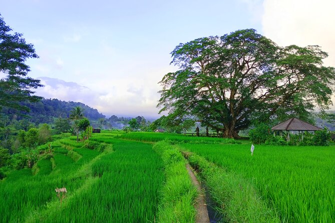 Sidemen Trekking with Cultural Encounters and Nature Views - Stop 2: Selisian Views for wide Mt. Agung panoramas