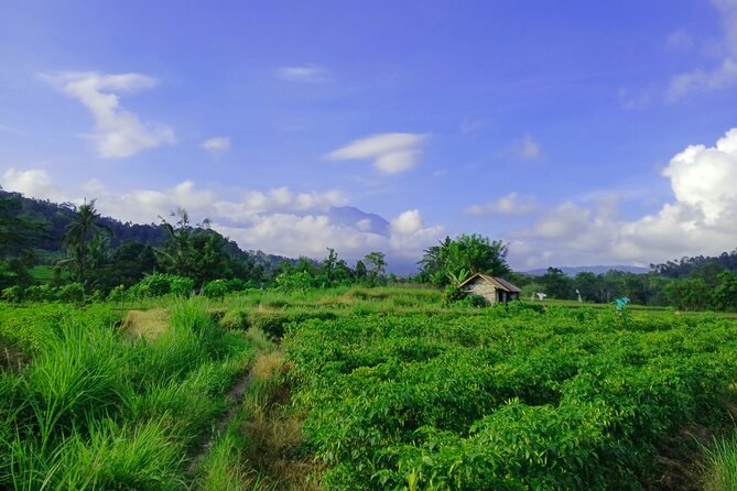 Sidemen Trekking with Cultural Encounters and Nature Views - Three itinerary styles: jungle, village life, or classic vistas