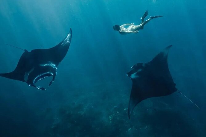 Snorkeling 4 Spots, Manta Rays, Tembeling Pool & Kelingking Beach - Key things I’d zero in on