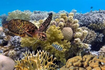 Snorkeling 4 Spots, Manta Rays, Tembeling Pool & Kelingking Beach - The Snorkeling Plan: Manta Rays, Clear Water, and 4 Stops