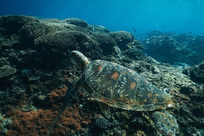 Snorkeling 4 Spots, Manta Rays, Tembeling Pool & Kelingking Beach - The Logistics You Should Actually Plan For