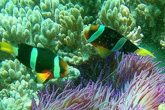 Snorkeling at Blue Lagoon Bali with Lunch and Transport - Price and value: is $52.99 a smart deal?