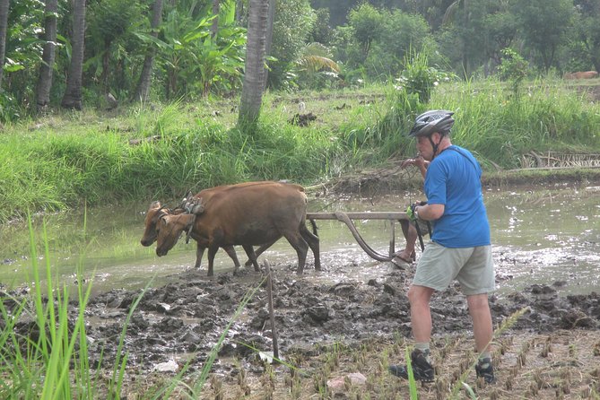 Snorkeling & Trekking at West Bali National Park - Wildlife checklist: what you’re likely to spot in the water