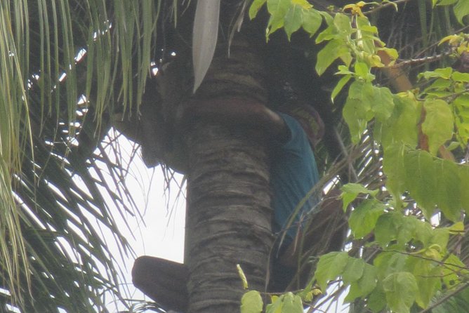 Snorkeling & Trekking at West Bali National Park - Wildlife on land: monkeys, lizards, and the thrill of quick sightings